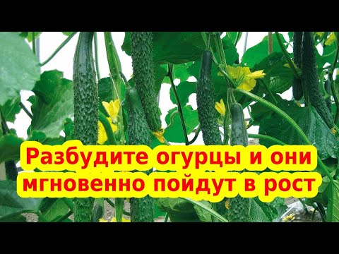 Видео: РАЗБУДИТЕ ОГУРЦЫ И ОНИ МГНОВЕННО ПОЙДУТ В РОСТ//  Что делать не растут огурцы