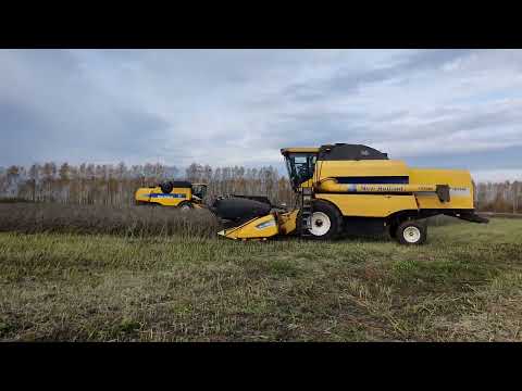 Видео: Уборка редьки масличной