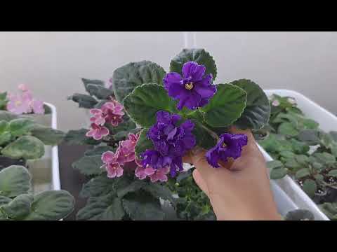 Видео: Продажа фиалок из Новокузнецка за 19.08. +79089505440 ватсап