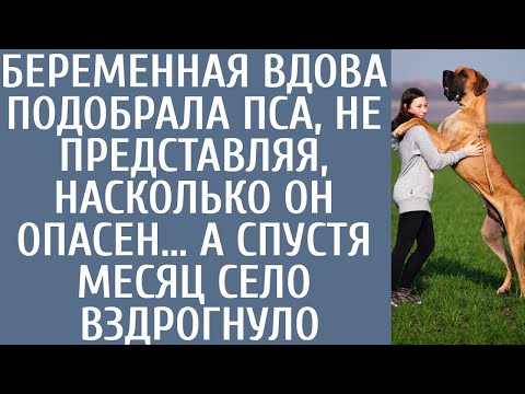 Видео: Беременная вдова подобрала пса, не представляя, насколько он опасен… А спустя месяц село вздрогнуло