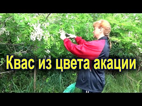 Видео: Квас из акации