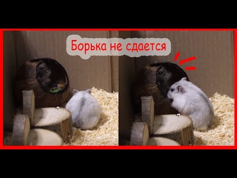 Видео: Пощечины от хомяка. Борька не сдается.