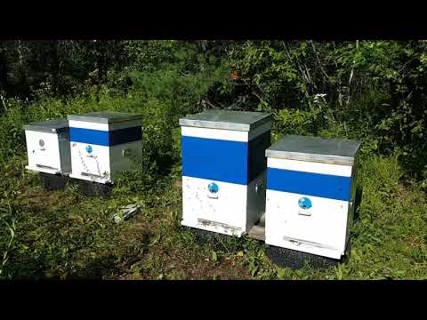 Видео: ПЧЕЛЫ ЗАЛИЛИ ГНЕЗДА МЕДОМ А В МАГАЗИНЫ НЕ ИДУТ