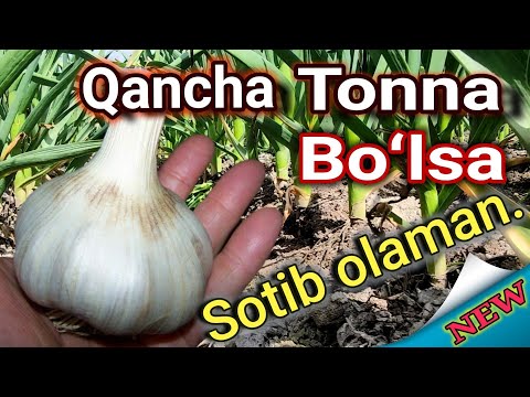 Видео: Sarimsoq piyoz (чеснок) yetishtirish, Ishonchli urugʻlar, Tajribali dehqon maslahatlari    4,04,2022