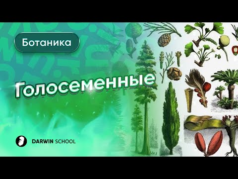 Видео: Тема №2: Голосеменные