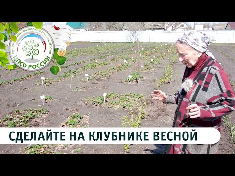 Видео: Что нужно сделать на клубнике весной. Чем подкормить клубнику весной.