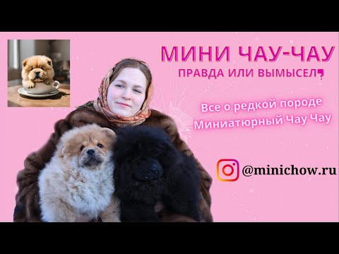 Видео: Правда или вымысел? Все о редкой породе Мини Чау-Чау