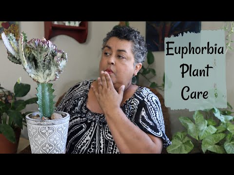 Видео: Уход за растениями молочая и их сбор