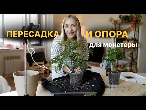 Видео: Пересадка и опора для монстеры🔥
