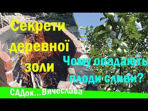 Видео: Користь та шкода деревної золи. Причини опадання плодів сливи та що робити