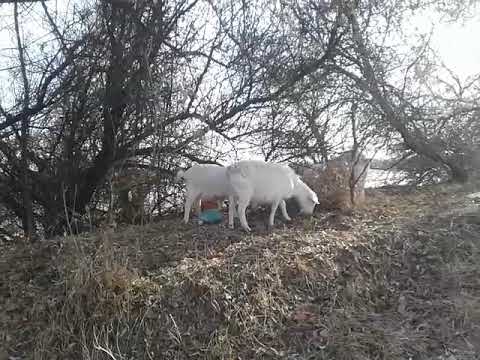 Видео: В чем польза козьего молока?🐐