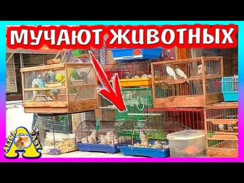 Видео: БЕДНЫЕ ХОМКИ НА РЫНКЕ / КАК СПАСТИ ПИТОМЦЕВ? / ЗООПОКУПКИ / В ГОРОДЕ НЕТ ОПИЛОК / Alisa Easy Pets