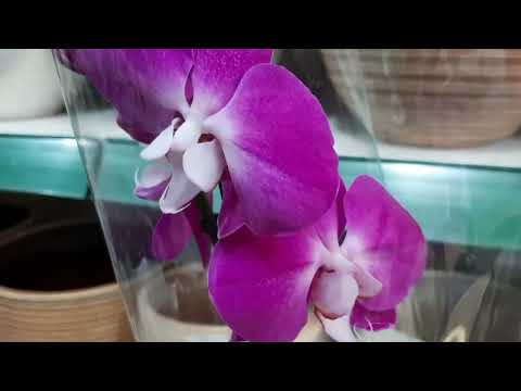 Видео: Долгожданный завоз орхидей в с.ц.Агро- опт ( Махачкала). Спешите видеть.