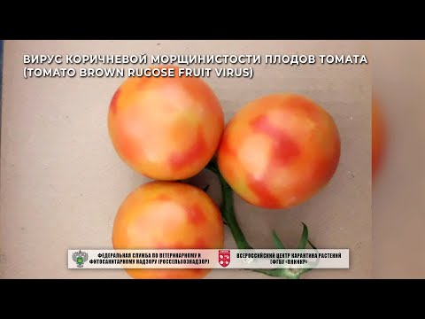 Видео: Вирус коричневой морщинистости плодов томата (Tomato brown rugose fruit virus)