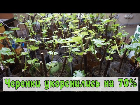 Видео: Укоренённые черенки. Морозы миновали. Когда открывать в ог.