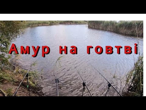Видео: Рибалка на Амура р Говтва