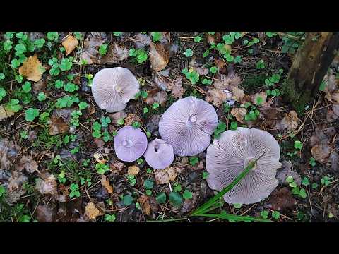 Видео: Лисички и рядовки фиолетовые. За грибами в Талдомский подмосковный лес в ноябре 2025.
