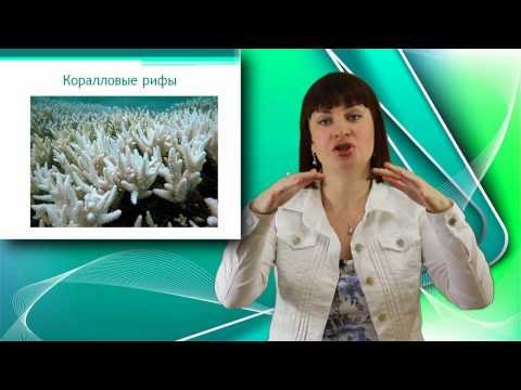 Видео: Сцифоидные медузы и коралловые полипы. Онлайн подготовка к ЕГЭ по Биологии.