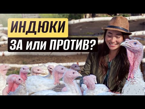 Видео: СЛОЖНО ЛИ ВЫРАСТИТЬ БРОЙЛЕРНОГО ИНДЮКА? Наш опыт