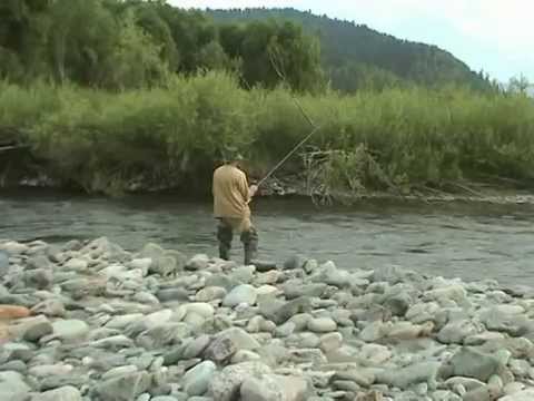 Видео: Хариус в июле