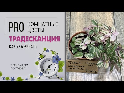 Видео: Традесканция - все ли сорта вам знакомы? Неприхотливое ампельное растение для дома.