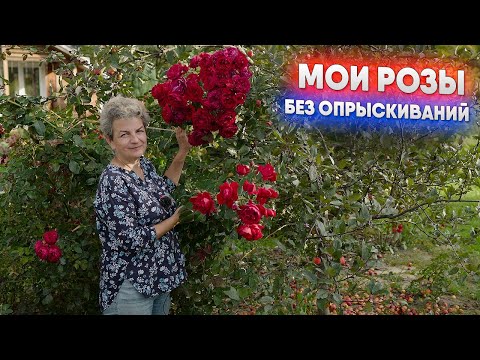 Видео: Мои розы без опрыскиваний