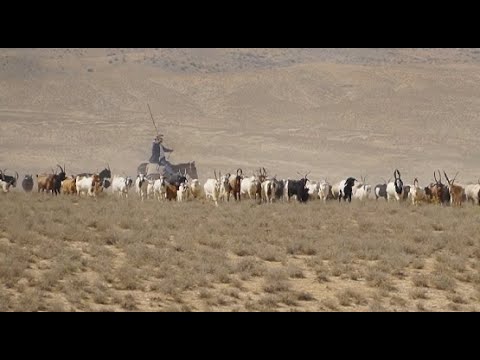 Видео: Өзбекстанда қаракөл қой шаруашылығы өркендеп жатыр