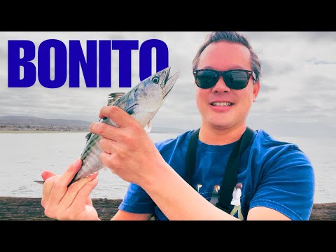 Видео: SoCal BONITO Bite уже здесь! Поймайте и приготовьте бонито татаки (обжаренный бонито)