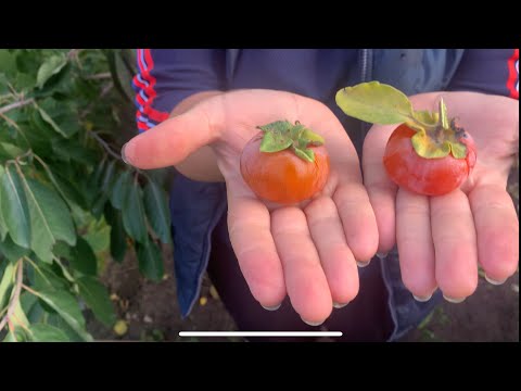 Видео: Хурма «Надія-3» 7.10.25