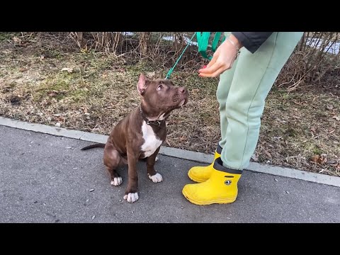 Видео: Щенок Питбуля показал Характер. Джина и Лира в шоке😁