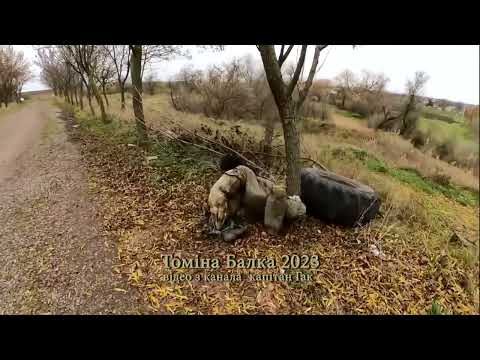 Видео: Во что превратился водоем в Томиной балке в 2023