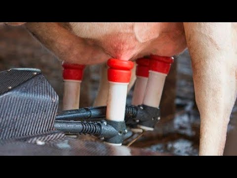 Видео: РОБОРТИ ГОВҶУШИ ДАР  ФЕРМАЙ  ГЕРМАНИЯ🐄 КОРИГАР ЛОЗИМ НЕСТ🌴🇹🇯😍