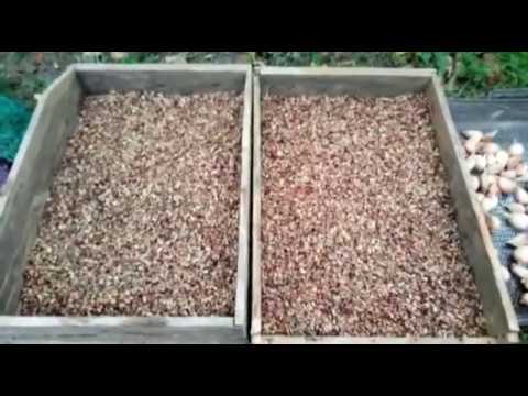 Видео: Подготовка и посадка воздушки чеснока сорта Любаша. Приспособление для набивания рядков под зубок.