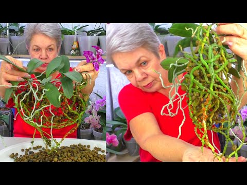 Видео: БОЛЬШИЕ ошибки при посадке орхидей! Это вредно для орхидей и создает проблемы для вас.