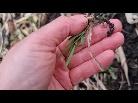 Видео: Покровные культуры после кукурузы
