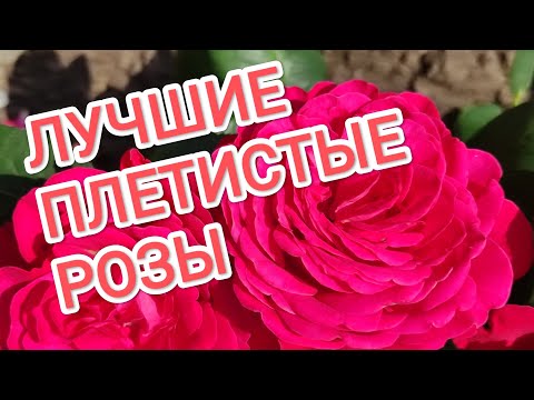 Видео: РОЗЫ. ЛУЧШИЕ ПЛЕТИСТЫЕ РОЗЫ МОЕГО САДА.