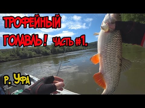 Видео: Трофейный голавль! сплавная рыбалка на спиннинг. часть#1.