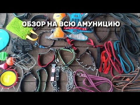 Видео: ОБЗОР НА ВСЮ АМУНИЦИЮ МОИХ СОБАК [Сколько это все стоит?!] Считаем сколько стоит вся амуниция