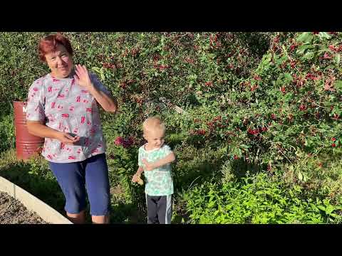 Видео: В ГОСТЯХ У ОЛЬГИ УРАЛОЧКИ/ УБИРАЕМ ЧЕСНОК