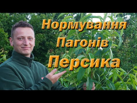 Видео: Нормування пагонів персика. Обламування пагонів на персику.