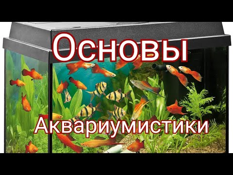 Видео: Основы аквариумистики. Что нужно знать чтобы заняться аквариумистикой.