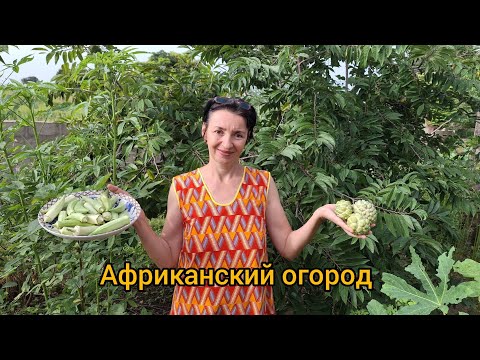 Видео: #41 Дела огородные: ЛАЙМ сажаем да урожай собираем.