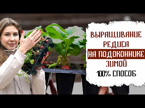 Видео: ВЫРАЩИВАНИЕ РЕДИСА НА ПОДОКОННИКЕ ЗИМОЙ 100% СПОСОБ