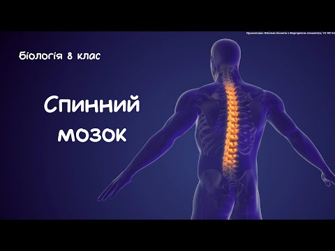 Видео: Біологія 8 клас  Спинний мозок