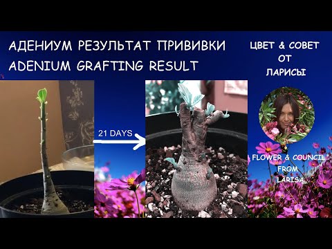 Видео: ПРИВИВКА АДЕНИУМА РОДНЫМИ ВЕТКАМИ ЧАСТЬ 2 | РЕЗУЛЬТАТ