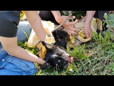 Видео: СОБАКА «БЕЗ ЛИЦА», история спасения, которая поразит каждого! Верновцы спасают ВАРВАРУ.