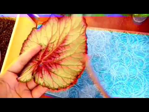 Видео: Размножение бегонии фрагментом листа