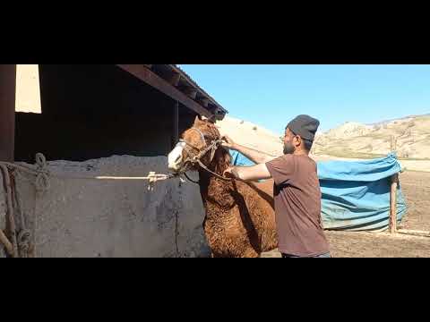 Видео: Тарзи Аспа савори кардан то охира тамошо кунен