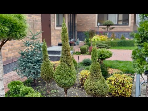 Видео: ЧТО ДЕЛАТЬ ЕСЛИ У ЕЛИ “CONICA” ДВА СТВОЛИКА И ДВЕ МАКУШКИ? СТРИЖКИ И ПРОГУЛКА ПО ОСЕННЕМУ САДУ🍁🍂