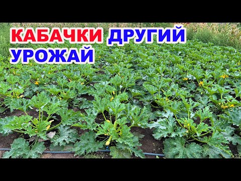 Видео: Насадили кабачків , а результат є ???